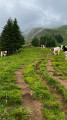 Vache sur le chemin
