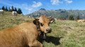 Vache Tarentaise