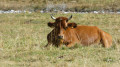 Vache Tarine