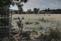 Vache