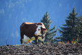 Vache