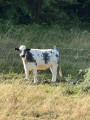 Génisse