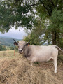 Vache