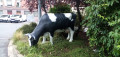 Vache