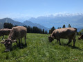 vache