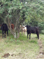 Vaches à l'entrée du Riez