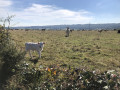 Vaches au pré au Quesnay