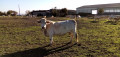 Vaches Charolaises