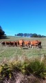 Vaches curieuses