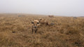 Vaches Aubrac dans la brume
