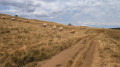 Vaches de race Aubrac au bord du chemin