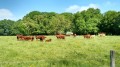 Vaches de race Salers