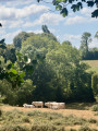 Cows along the route