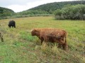 Vaches écossaises au Lac Narlay