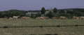 Vaches en chemin