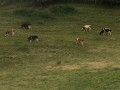 Vaches en formation