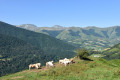 vaches et vallée de la Soule