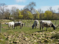 Vaches Gasconnes
