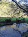 Vaches Highland 2 Vaches Highland 2