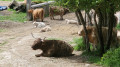 Vaches Highland cattle