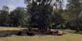 Vaches highlands aux ponts d'Arian
