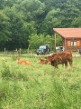 Veaux Limousins
