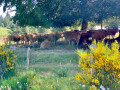Vaches limousines ... Vaches limousines ...
