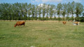 Vaches Limousines