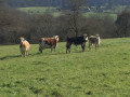 Vaches au pré