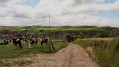Vaches