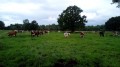 Vaches Normandes