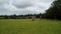 Vaches Normandes