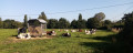 Vaches Normandes