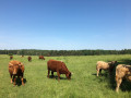 Tour du Marais de Cassan (liaison depuis Saint-Étienne-Cantalès)