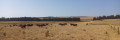 Vaches Salers et leurs veaux