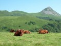 Vaches Salers Vaches Salers
