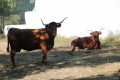 Vaches Salers