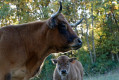 Vaches