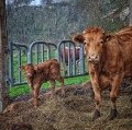 Vaches Vaches