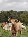 Vaches