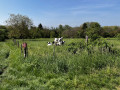 Vaches