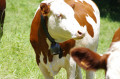 Vaches Vaches