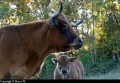 Vaches Vaches