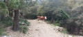Vaches