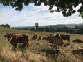Vaches