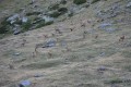 les izards