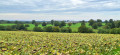 Sur les hauteurs de Cluis