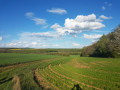 Vallée de la Sueurre, entre taillis et plaine