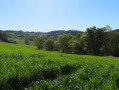 Vallon verdoyant