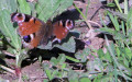 Vanesse du chardon